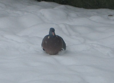 'duck' on a pond